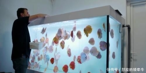 鱼缸■老外奇葩测试:把碳酸饮料倒入鱼缸,只想让鱼儿品尝一下味道!