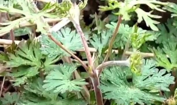  「作用」农村这野草的名字十分霸气，是药王孙思邈所赐，有活血