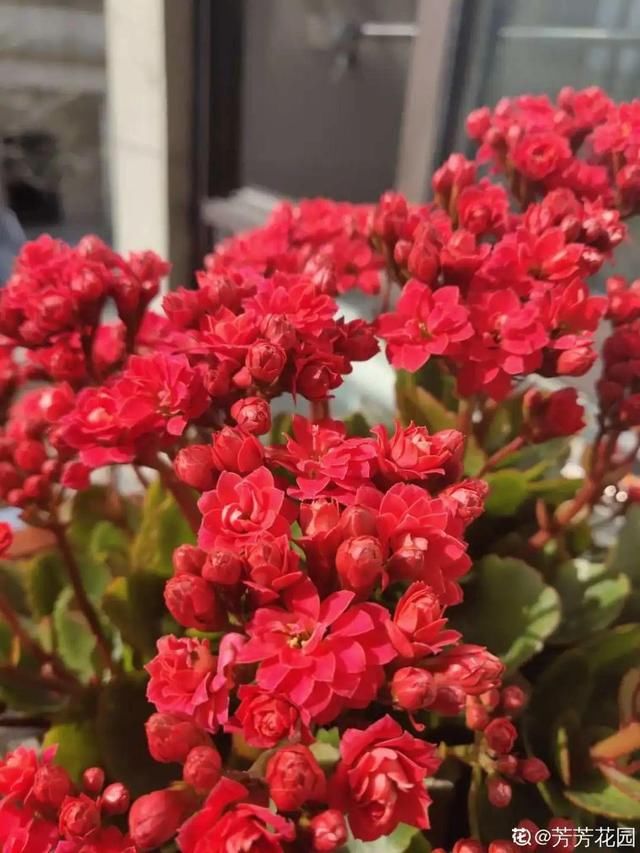  放在光照好的地方多■20种花，春天最爱疯长，爬满墙、爆开花，疯狂刹不住闸！