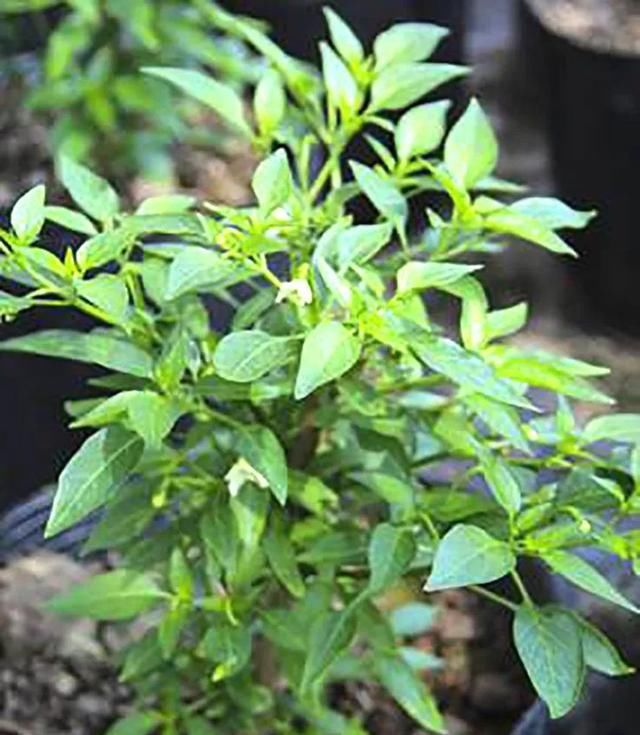  「定植」轻松栽种红辣椒的种菜高手们，进阶挑战一下盆栽大青椒！