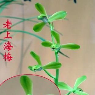  「常见」蕙兰老八种都有谁？除了常见了程梅和大一品，其他六种是什么？