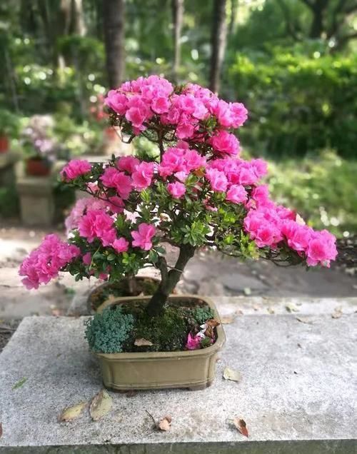 积水烂根:养花技巧:6种花须用小盆“挤着养”,控水好、长得旺!