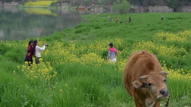 美过婺源！国内最适合全家游自驾赏花地，不收门票，美的鲜为人知