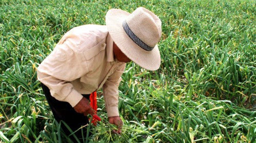  「作物」亩产上千斤，去年烂一地没人要，如今卖到13元一公斤，