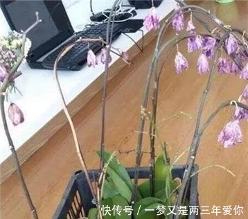  「白白」蝴蝶兰开完花就扔真是大土豪，白白捡了一箩筐，修剪一下又开花