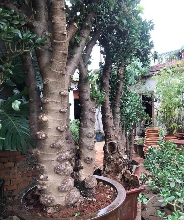 「旺盛」芦荟玉树不值钱,养成老树真霸气,玉树临风,群英荟萃,家门旺盛