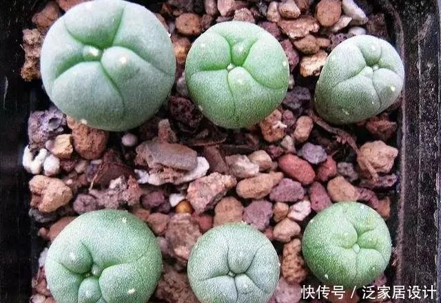  越来越■多肉迷越来越多，但是这几类多肉植物不宜养，有毒呢！