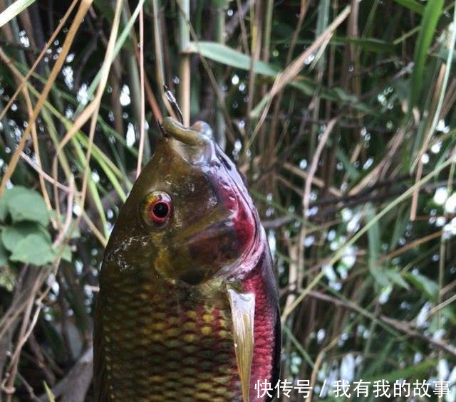 钓友@连竿时突然停口是大鱼进窝别高兴太早,在春季这些可能性更大