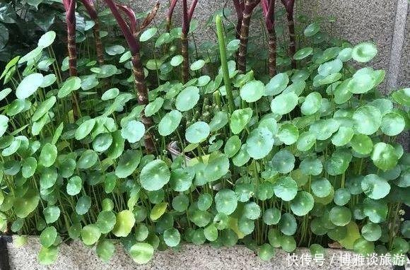 『条件』养铜钱草,有这2个“条件”,满盆都是“铜钱叶”,家里财源滚滚