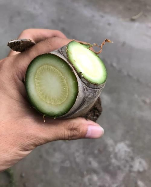  放在散射光好的地方■养了20年的玉树，杆子比大腿还粗，满树白花跟下雪了一样