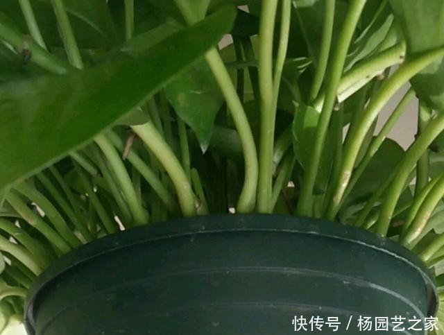 「绿萝」绿萝不用花钱去买,摘根枝条,注意扦插3要点,一根扦插几十盆
