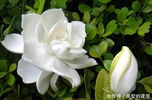 #枝繁叶茂#3种花,喜欢晒太阳,越晒生长越旺,枝繁叶茂开花多!