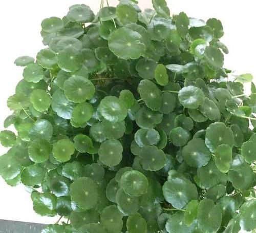  「黄叶」招财的“铜钱草”好养易活，学会这3招，叶色绿油油，不黄叶