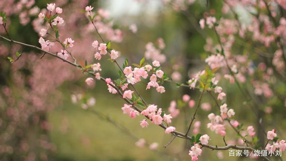  「游客」倒计时8天！清明小长假这13条小众宝藏线路，景色好，游客少！