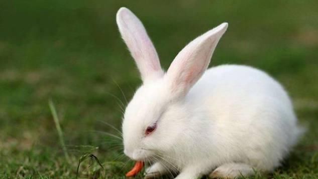 生肖兔运势:7月开始进入人生新篇章,运势大增