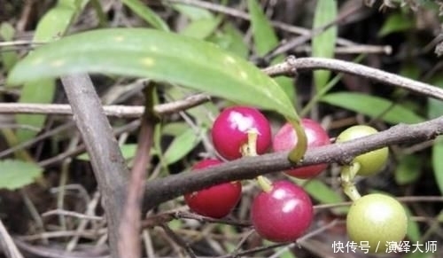 『值钱』山谷下,1种“酸藤子”不多见,果子像“小丸子”,值钱、珍贵!