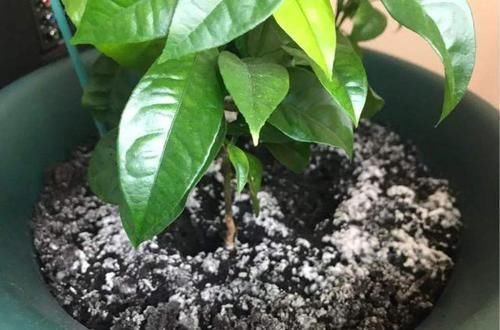  不见：花盆长了以下些东西，不换盆控水的话，小心连根都不见