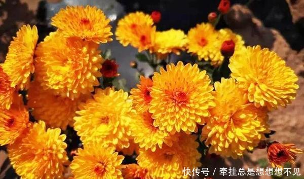 沁源县景凤乡第一届田园赏菊文化节将于10月2日重磅开幕 快资讯