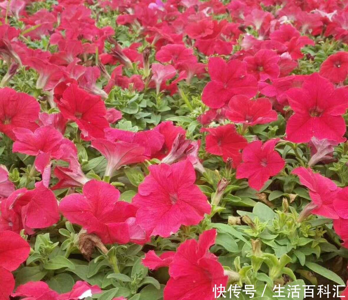 漂亮:喜欢养护漂亮的花卉,就选择花色艳丽,开花量繁多的3种花卉