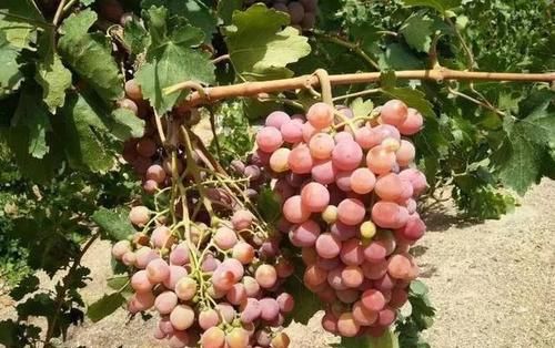  [味儿]老祖宗总结的农谚，越看越有味儿！这些大白话，你记住多