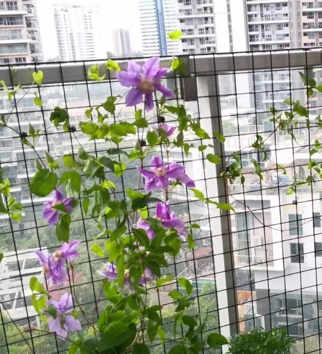 #图片作者#有一颗爱花的心,就算只有个封闭小阳台,也能养出一片花海!