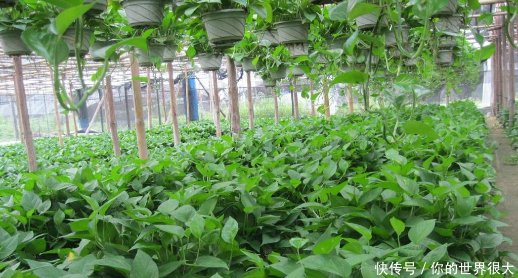 绿萝■想要养好吊兰绿萝,四个养植方法要记住