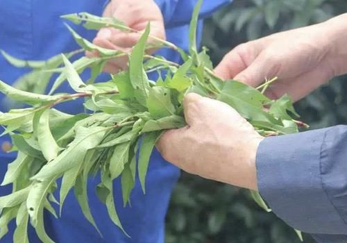  植株：水沟边有“1种草”，以往叫它“辣蓼草”，植株有用处，请爱惜