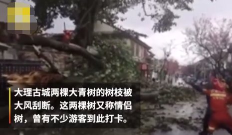 大理古城500年情侣树被风吹断，众多游客曾来此打卡图2