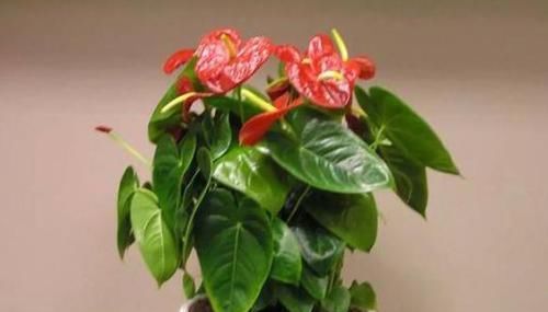 「红掌」红掌养护“小攻略”,做好这些事,叶子翠绿花不断,越长越旺