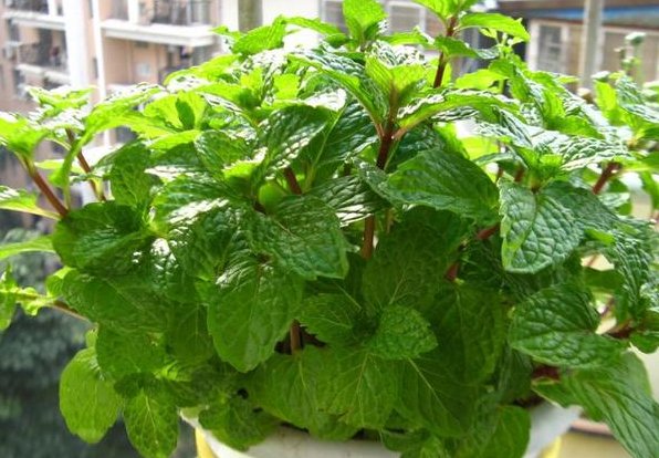 #得更加#这“3种”植物最适合养在客厅,能杀菌除口臭,身体变得更健康!