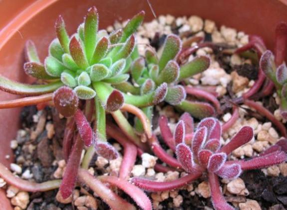  [品种]养植物就选此5款，品种不寻常，养护却倍加省心，观赏价值高