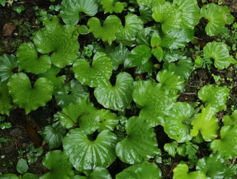 『草丛』一植物,长在野外草丛,殊不知价值奇高,你认识吗?