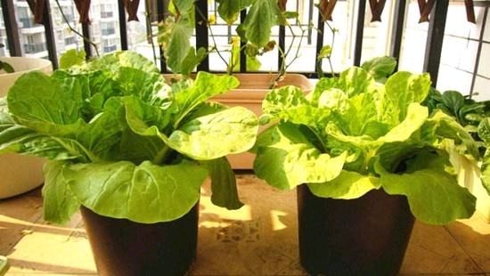  『阳台上种菜』这三种蔬菜，阳台上的蔬菜不错的选择，煲上几盆，吃上长茬！