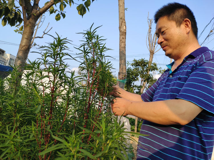 农村有种植物，既可以观赏，又是野菜，俗称“摘不败”