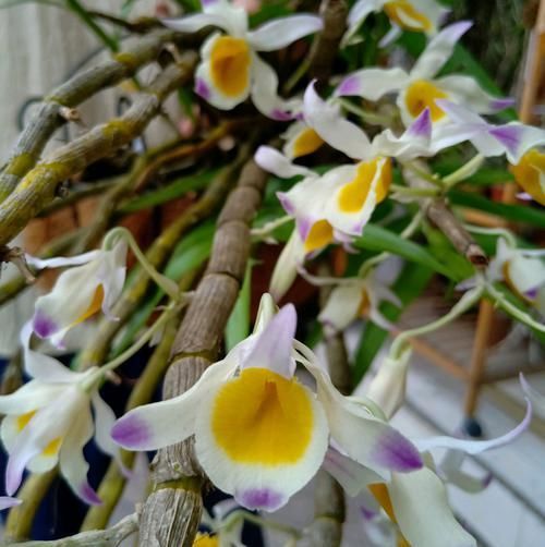  「喷水保湿」晶帽石斛从光秃秃到开花爆盆才用了3个月，养功怎么如此优秀