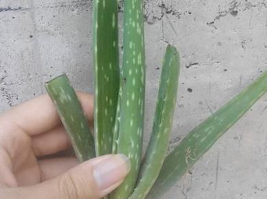  「花苞」家养“龙船花”，一口“激素”不能少，花苞上百，花一开就上千朵