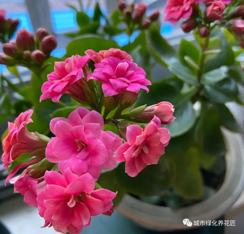  花养|阳台环境太闷热，怎么把带花苞的长寿花养开花爆盆？分享2个妙招