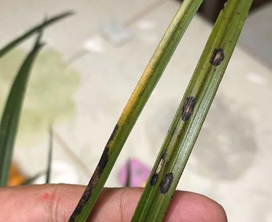 小妙|兰花养护小妙招，叶子发黄、发黑不着急，这几招轻松搞定