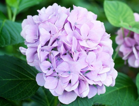  [观赏价值]此款花卉媲美玫瑰，花大色艳，观赏价值高，花型圆滚奇特惹人爱