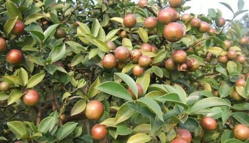  油茶籽油■农村这种树结果20斤，含油量达到59％，用它榨出的油60一斤