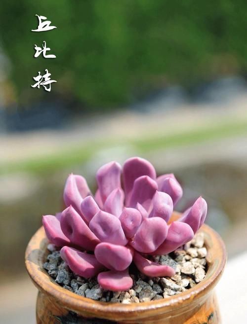  [粉色]寓意着浪漫、一见钟情的淡粉色丘比特，掌握好5点不愁养不好