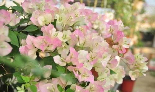  『三角梅』三角梅被称为“开花机器”，哪种三角梅四季开花，如何养护？