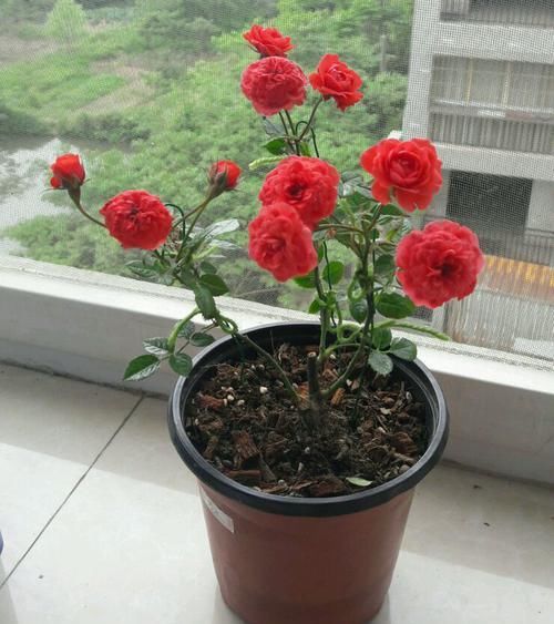  #圆滚#院子种上四款花，满墙开花，花型圆滚奇特，满院都是花海