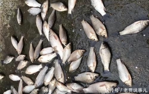  [通线]高手在民间，最新双铅通线单钩法，喜欢野钓别错过