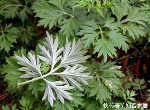  『白鹤芋』4种绿植适合放在卫生间，除“潮”去“异味”，绿意盎然清香四溢