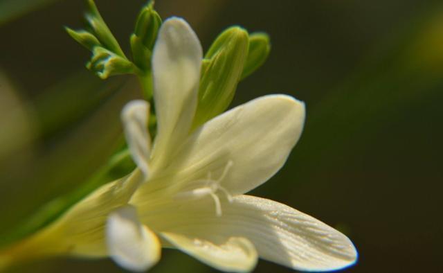  「家里」3种花非常适合家养，颜色鲜艳四季开花，家里养一盆，养出小花园