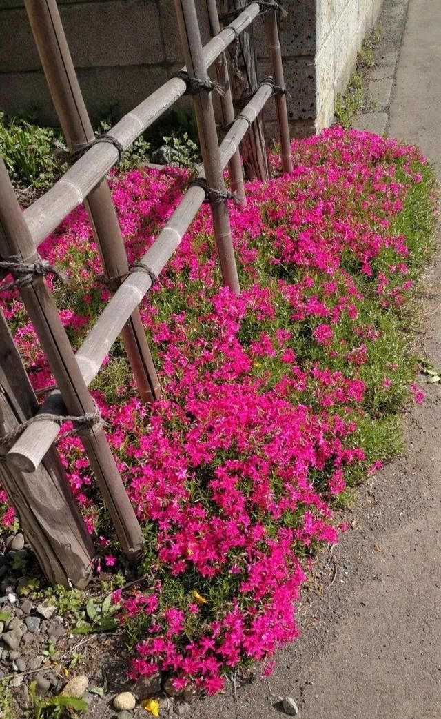  慎养■这花要慎养，每年砍掉3麻袋，照样蹭蹭长