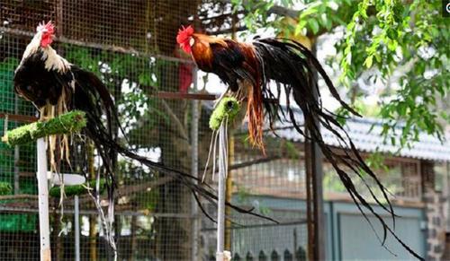 新品种长尾巴公鸡价值昂贵，市民却坦言：白送也不敢吃
