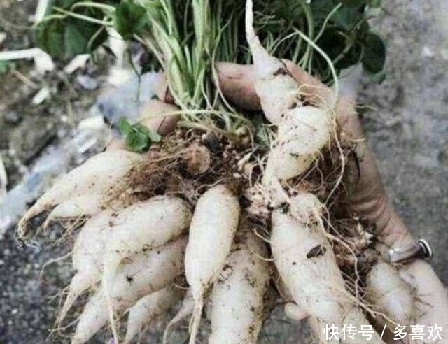  [萝卜]1种野草被称为“酸咪咪”，不仅能开花，还有“萝卜根”，珍贵！