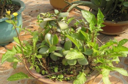  『杂草』花盆里的“杂草”快拔掉！难怪花卉生长不旺盛